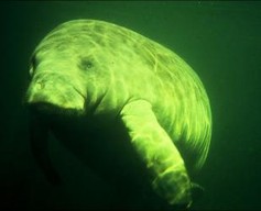 <p>West Indian Manatee</p>
