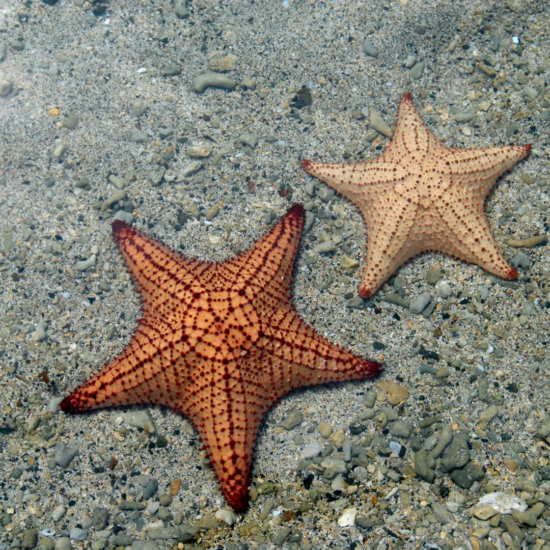 <p>Phylum Echinodermata, Class Asteroidea</p>