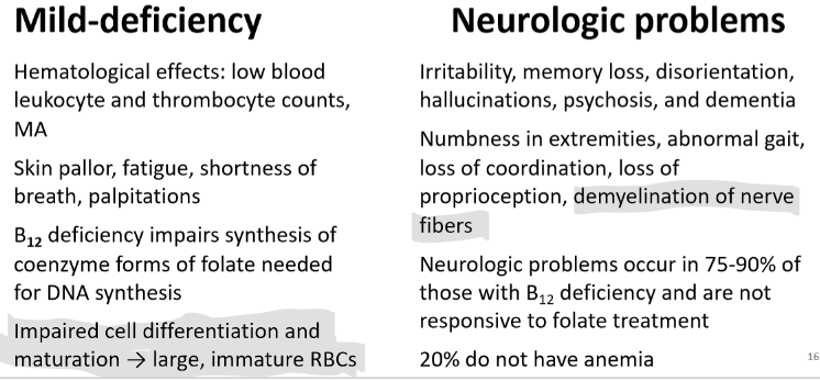 <ul><li><p>Megaloblastic Macrocytic Anemia (MA)</p></li><li><p>It can be B12 and/or folate deficiency, levels would have to be tested to determine</p><ul><li><p>Appears in stages</p><ul><li><p>decrease in B12 serum levels</p></li><li><p>decrease in B12 Cellular levels</p><ul><li><p>decrease in B12 dependent enzymes</p></li><li><p>decrease in DNA synthesis</p></li><li><p>increase in plasma (homocysteine)</p></li><li><p>increase plasma methylmalonic acid</p></li></ul></li><li><p>B12 serum levels and plasma methylmalonic acid levels should be measured together</p></li><li><p>Morphological and functional changes occur in RBCs</p></li><li><p>Neurological impairments may also occur</p></li></ul></li></ul></li><li><p>Pernicious anemia (is only related to B12)</p><ul><li><p>autoimmune destruction of gastric parietal and mucosal cells</p></li><li><p>decreased HCl and IF production</p></li></ul></li></ul>