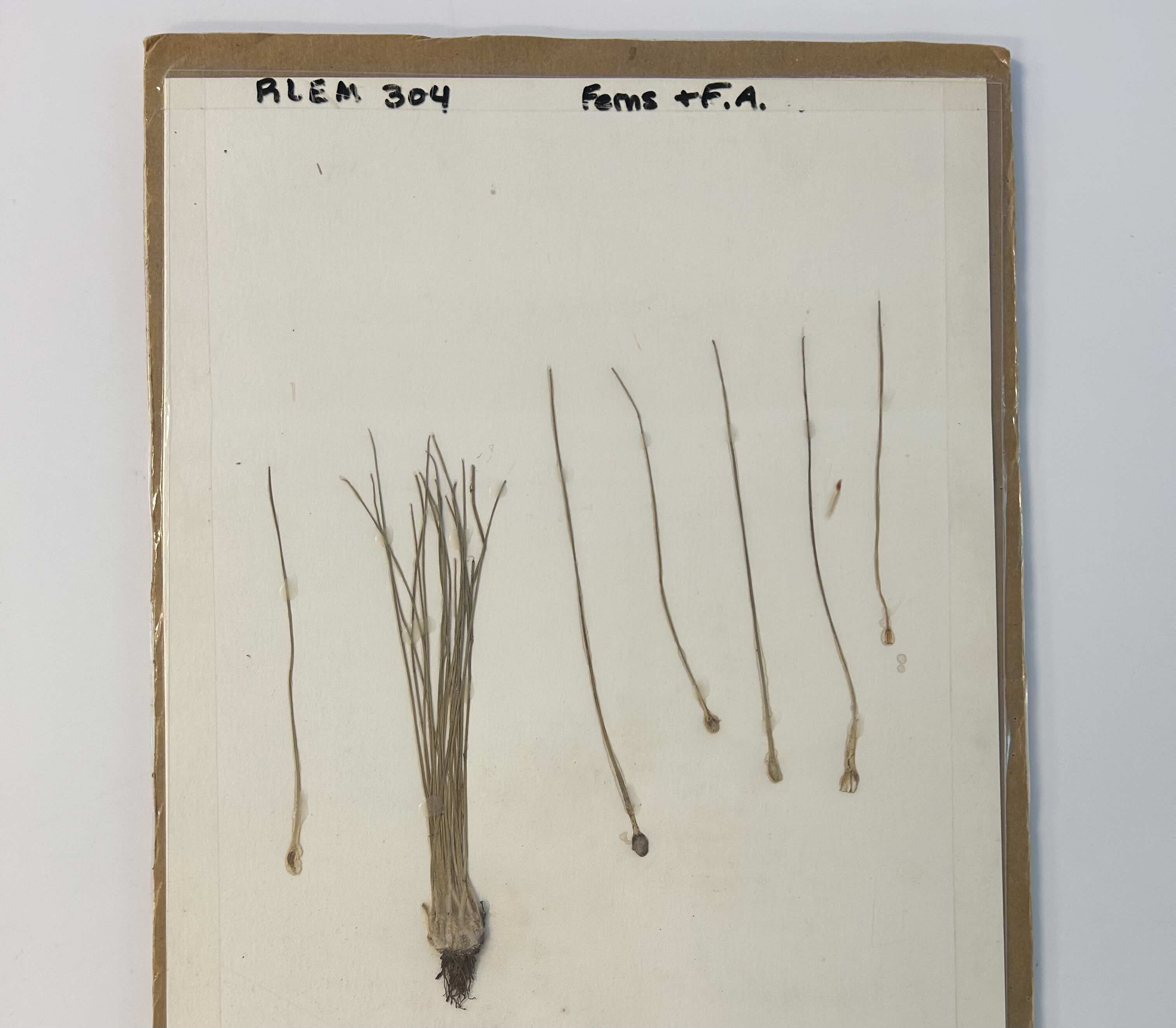 <p>Blackroot Quilwort</p>