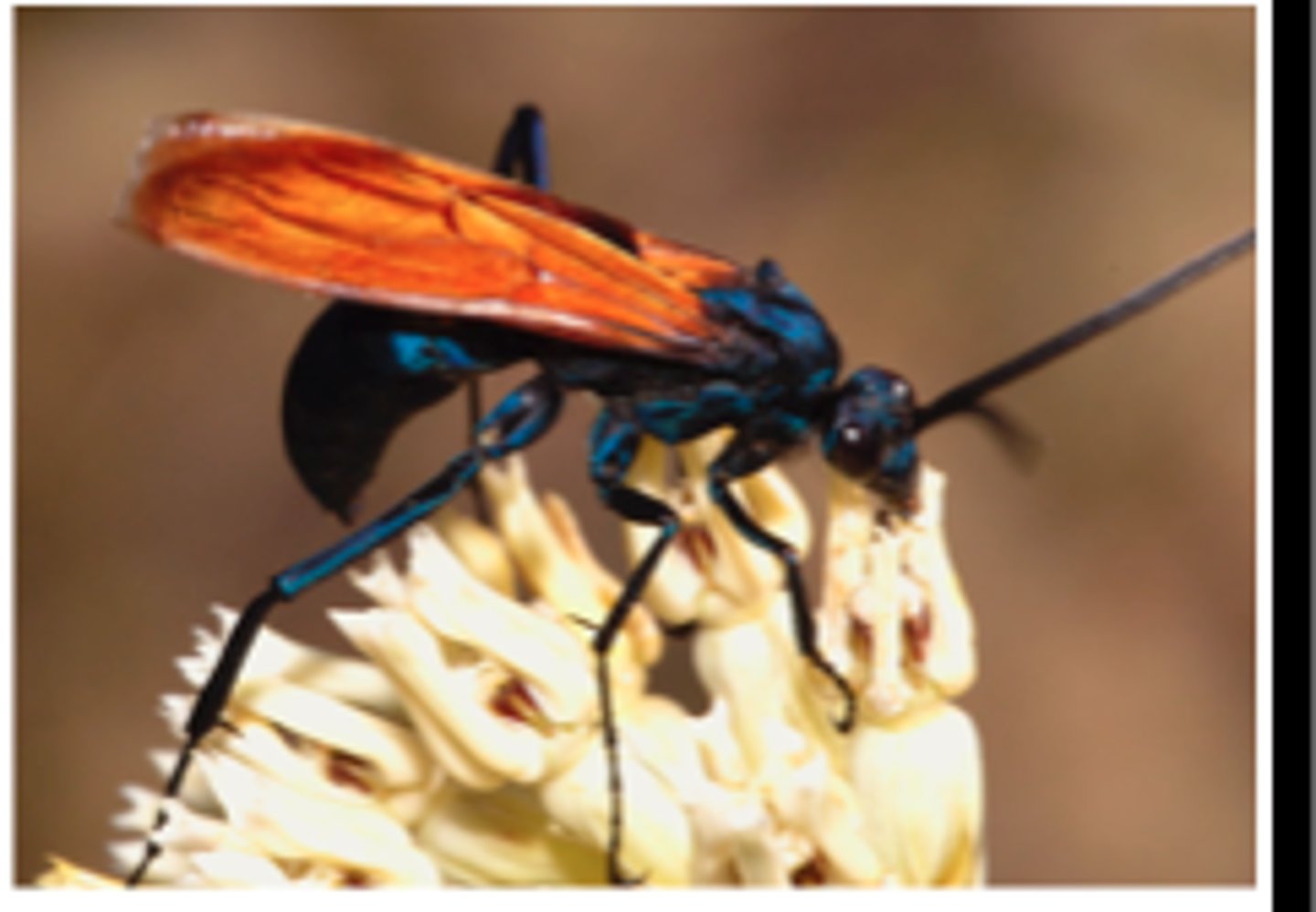 <p>Spider wasps</p>