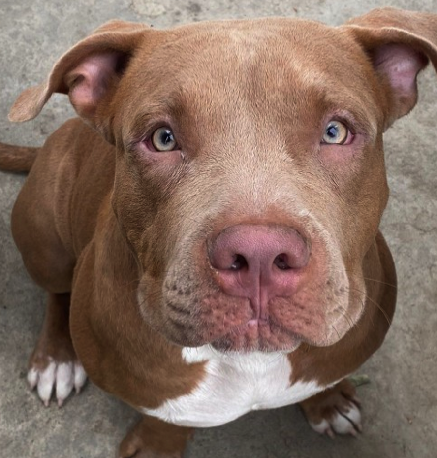 <p><span><span>• Is een erg stevig en gespierde&nbsp;&nbsp;&nbsp;&nbsp; gebouwde ras</span></span></p>