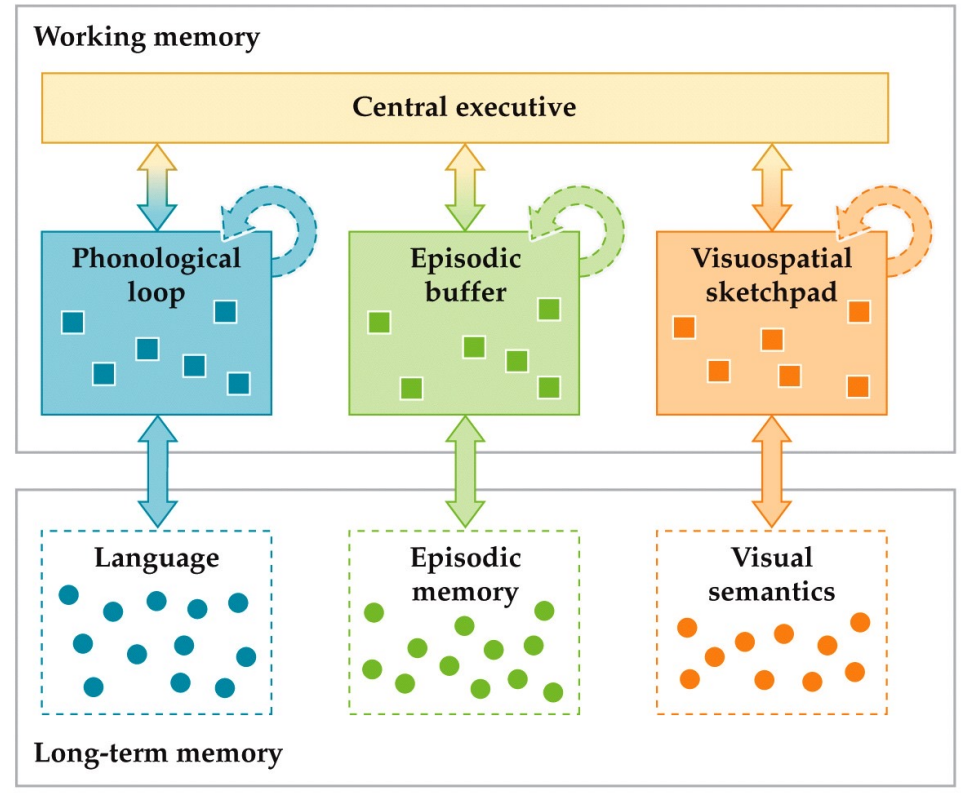 <p>Working memory has</p><ul><li><p>a central executive = controls what we’re keeping in mind</p></li><li><p>3 content-specific subsystems </p><ol><li><p>Visuospatial = (visual) </p><p>ex. trying to visualize something not in front of you while closing your eyes</p><ul><li><p>dorsal fronto-parietal </p></li></ul></li><li><p>Phonological = (audio) rehearsal </p><p>ex. trying to remember phone # by repeating it </p><ul><li><p>left frontal cortex = language production</p></li></ul></li><li><p>Episodic = remembering our own memories</p><ul><li><p>Medial temporal lobes</p></li></ul></li></ol></li></ul><p></p>