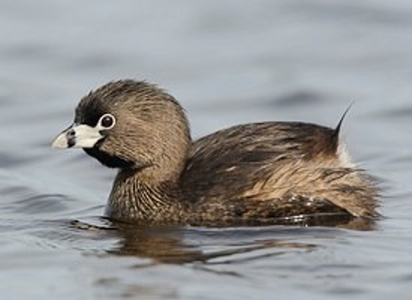 <p>DIET</p><p>- Aquatic insects, cray fish and small fish</p><p>---------------------------</p><p>BEAK:</p><p>- sharp beak </p><p>- not flat </p><p>- slightly hooked </p><p>- bill having black vertical band </p><p>- bill is short and stubby</p><p>---------------------------</p><p>FOOT MORPHOLOGY</p><p>- Lobed</p>