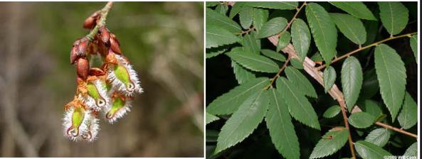 <p>Ulmaceae</p><p>Ulmus alata</p>