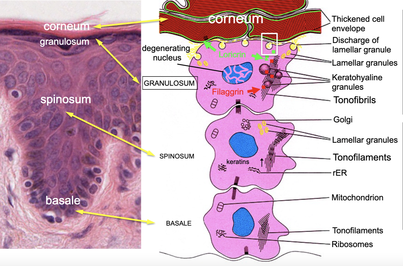 <p>stratum granulosum (has lots of protein)</p>