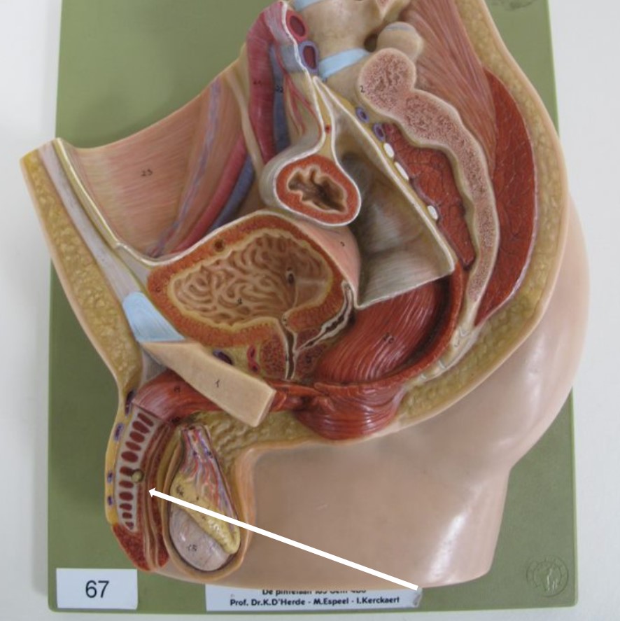 <p>deel urethra</p>