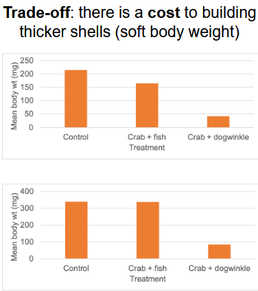 <p>ENERGY WASTE - the more energy given to grow shell, the lesser the body weight</p>