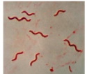 <p>What is the name of this bacterium?</p>