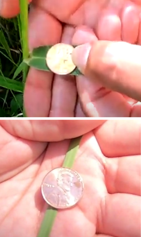 <p>The left picture is reed canary grass! It’s native look-alike is Canada bluejoint.</p><p>Top photo: reed canary grass (invasive):</p><ul><li><p>Leaves: up to 20 mm wide</p></li></ul><p>Bottom photo: Canada bluejoint (native):</p><ul><li><p>Leaves: up to 10 mm wide</p></li></ul><p></p>