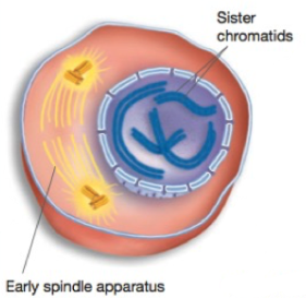 <p>Chromosomes condense Spindle aparatus begins to form The two sister chromatids lie togehter, attached at the centromere</p>