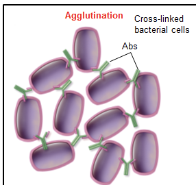 <p>crosslinking cells or particles with antibody into large clumps </p>