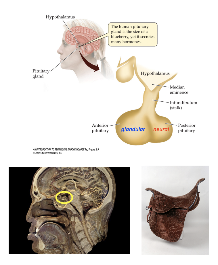 <ul><li><p>Latin for “mucus” </p></li><li><p>Sits directly below the hypothalamus, encased in the “sella tursica” (Turkish saddle) bone </p></li><li><p>Made up of two anatomically distinct parts: </p><ul><li><p>Anterior pituitary (glandular tissue) </p></li><li><p>Posterior pituitary (neural tissue)</p></li></ul></li></ul><p></p>
