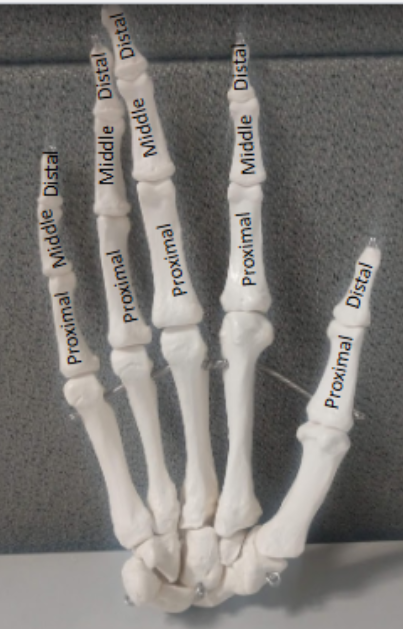 <p>Proximal</p>