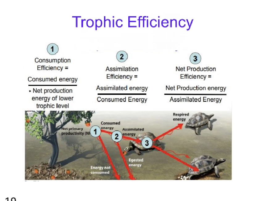 <p>Trophic efficenty veries by the level</p>