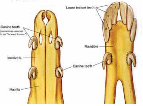<ul><li><p>Prehensile and split upper lip </p></li><li><p>there are 6 fighting teeth or tusks 2 on the top gum and 1 on the bottome on each side of the mouth </p></li><li><p>eruption times of permanent teeth: </p><ul><li><p>central incisors I1: 2 to 2.5 years </p></li><li><p>middle incisors I2: 3 to 3.5 years </p></li><li><p>corner incisors I3: 4 to 6 years </p></li><li><p>tusks: 2-2.5 years </p></li></ul></li></ul>