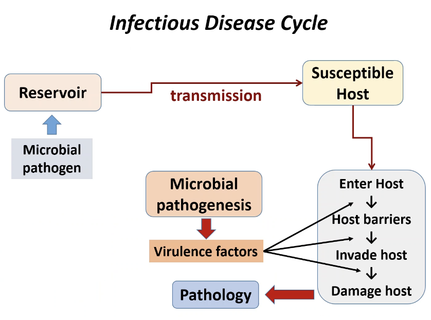 <p><span><strong><span>Infectious Disease Cycle</span></strong></span></p>