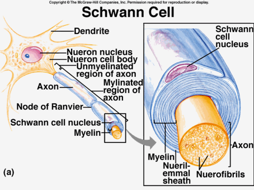 - protect & insulate axons from one another
- speed up transmission of action potentials
- make up "white" matter (lipids)
- have Nodes of Ranvier
