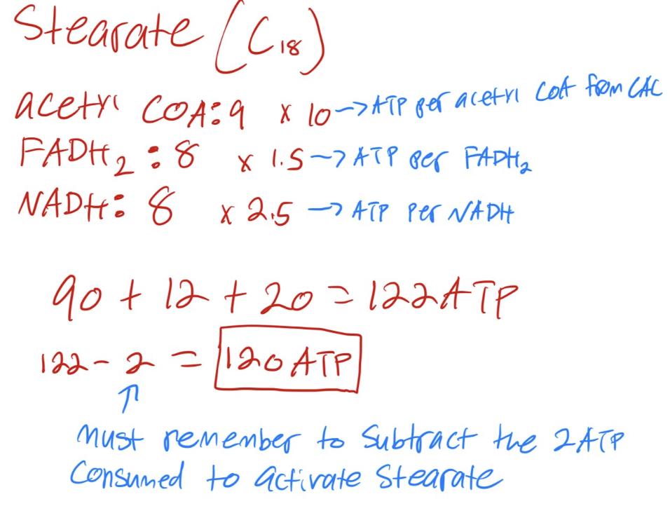 <p><span>120 ATP is generated from the catabolism of stearate&nbsp;</span></p>