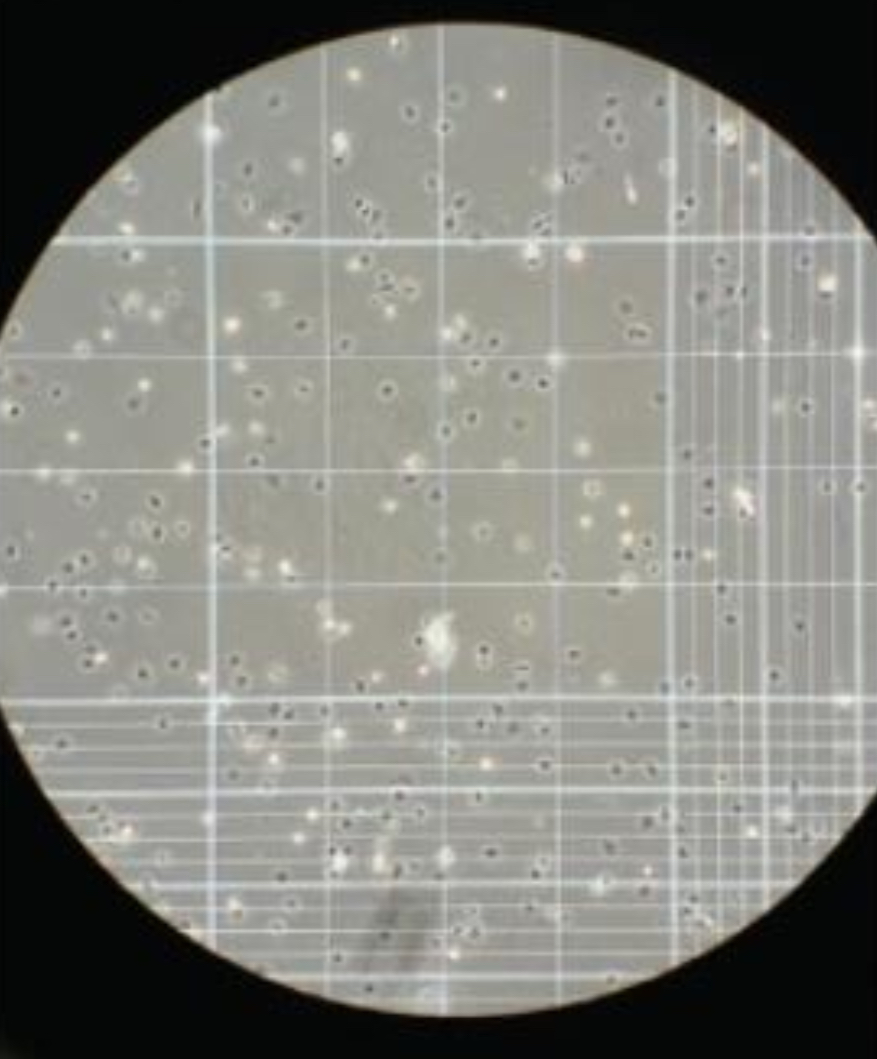 <ul><li><p>bacteria and single celled fungi cultured in nutrient broth can be counted directly using a <mark data-color="yellow" style="background-color: yellow; color: inherit">haemocytometer</mark></p></li></ul><p> </p><ul><li><p><mark data-color="yellow" style="background-color: yellow; color: inherit">haemocytometer</mark>- thick specialised microscope slide w/ a rectangular chamber that holds a standard volume of liquid (0.1mm3)</p></li></ul><p></p><ul><li><p><span>chamber is engraved with <mark data-color="yellow" style="background-color: yellow; color: inherit">grids</mark></span></p></li></ul>