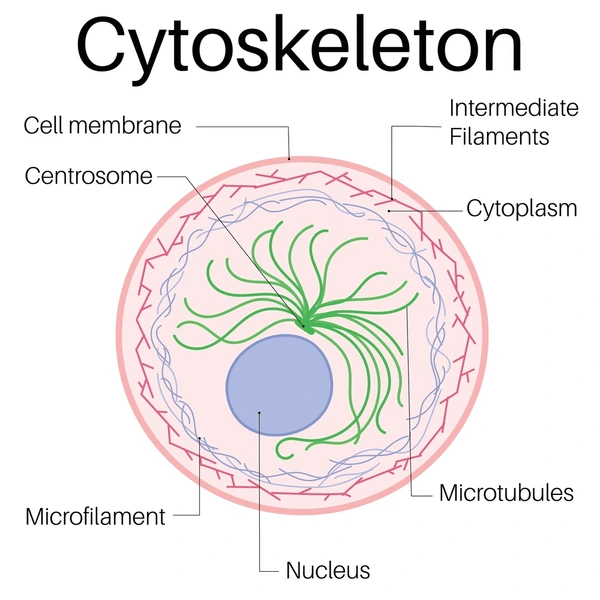<p>Elaborate network of protein structure that extends throughout the cytoplasm and acts as the cell’s “bones and muscles” by furnishing an internal framework that determines cell shape, supports other organelles, and provides machinery for intracellular transport and various types of cellular movements.</p>