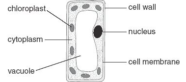 <p>in which part of a plant will you find this type of cell</p><p>stem</p><p>root</p><p>flower</p><p>leaf</p>