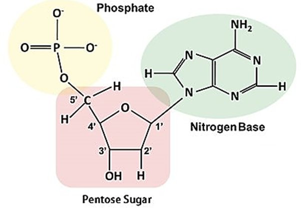 <ol><li><p>phosphate</p></li><li><p>sugar (5 carbon)</p></li><li><p>nitrogenous base</p></li></ol><p></p>