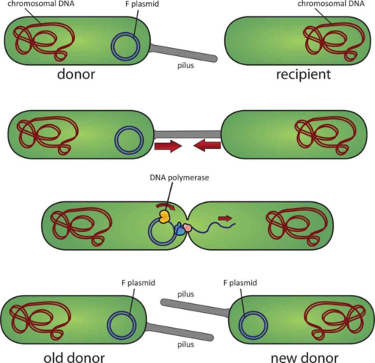 <p><u>Prokaryotic Cells</u></p><p>a method of bacterial genetic recombination; the bacterial form of mating (sexual reproduction); involves two cells forming a type of bridge between them that facilitates the unidirectional transfer of genetic material from the donor male (+) to the recipient female (-); this method allows for rapid acquisition of antibiotic resistance or virulence factors throughout a colony </p>