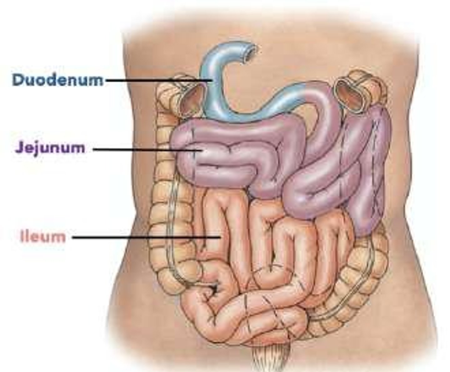 <p>The small intestine.</p>