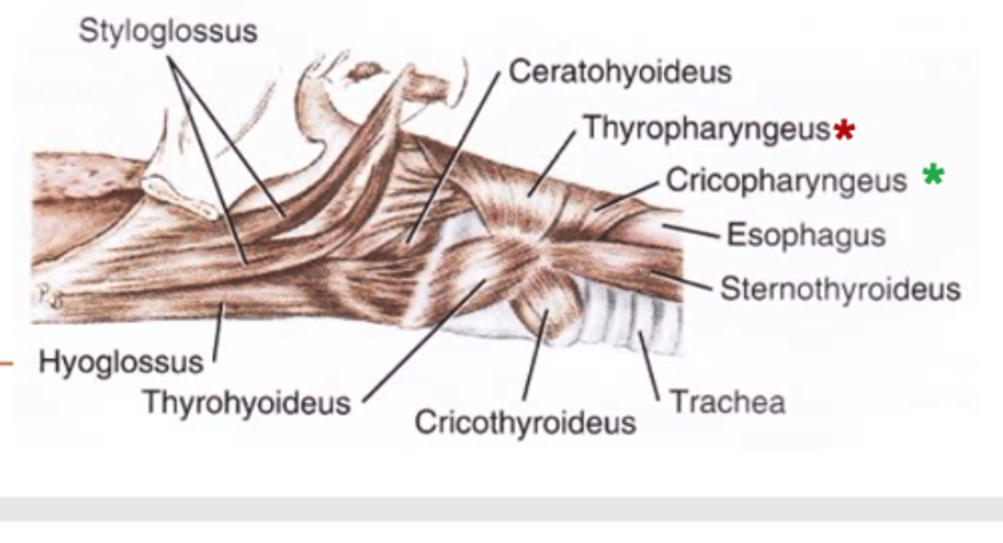 <p>(upper esophageal sphincter)</p><p>lateral surface of cricoid cartilage to the mid dorsal raphe of the pharynx</p><p>constricts caudal part of pharynx</p>