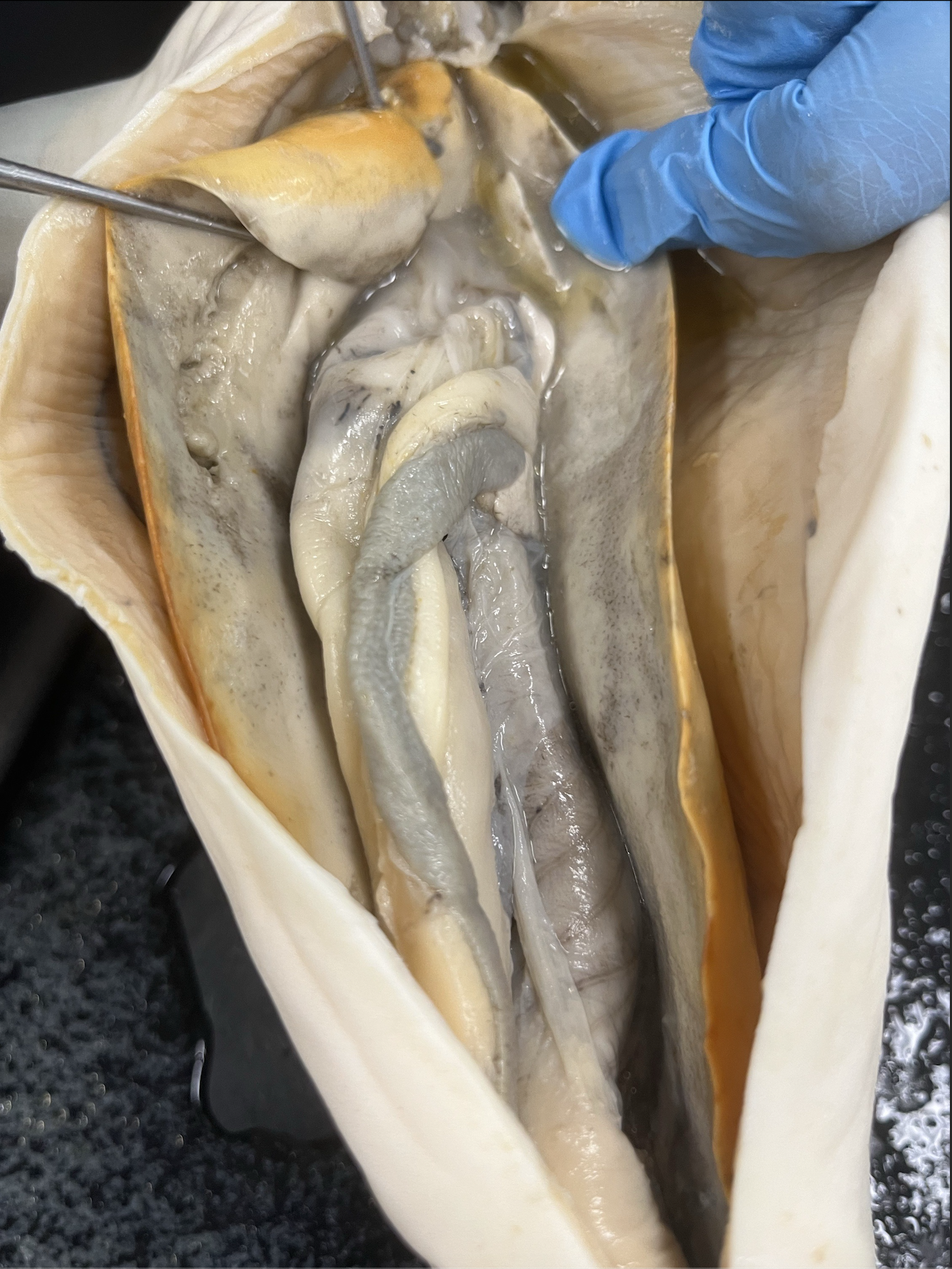 <p>what specimen is this?</p><p>identify the liver, spleen, and spiral valve</p>