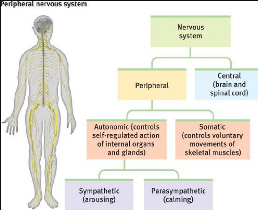 arouses body + mobilize energy in stressful situation (87) (hyper gf)