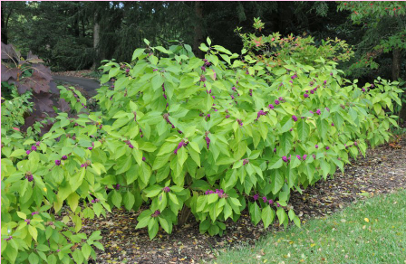 <p>What is the scientific name (genus and specific epithet) of this plant?</p><p></p>