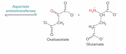 <p>Aspartate aminotransferase ; Oxaloacetate and Glutamate</p>