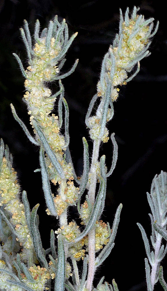 <p>What is this plant’s scientific name?</p>