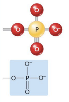 <p>(Ex. Organic Phosphates)</p><p> </p><p>Molecules that contain these act as weak acids</p>