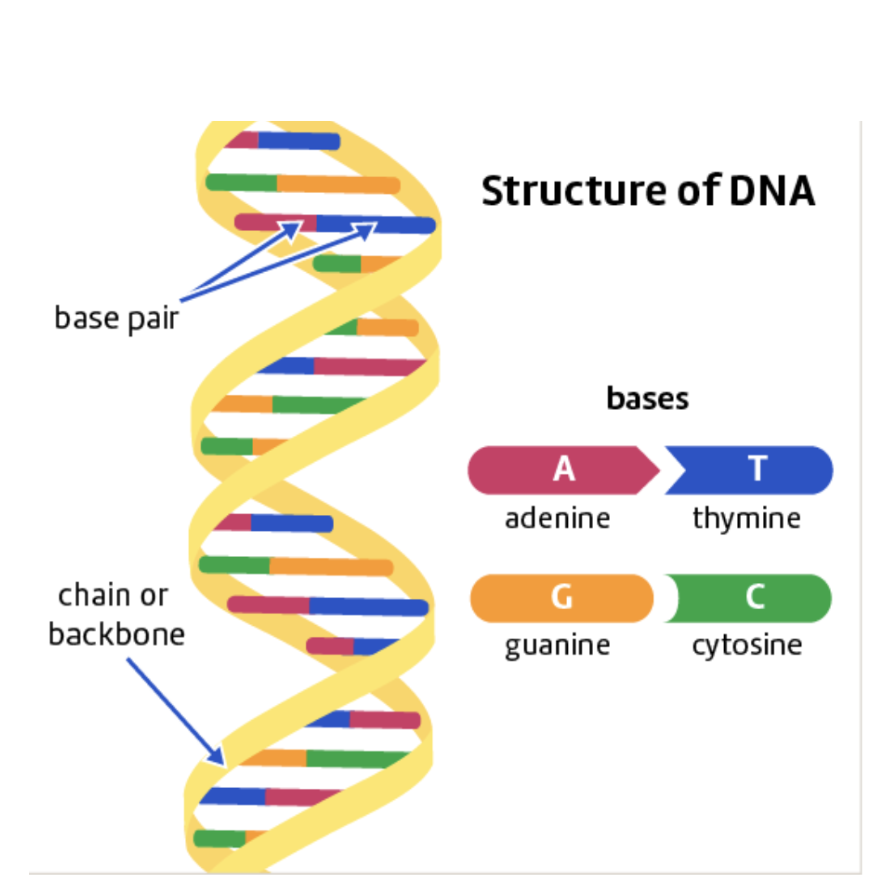 <p><span style="font-family: &quot;Proxima Nova&quot;, sans-serif">Structure is known as a <strong>double helix</strong>.</span></p><p><span style="font-family: &quot;Proxima Nova&quot;, sans-serif">A DNA molecule is like a ladder. Each "rung" of the ladder is made up of two smaller molecules, known as <strong>bases</strong>.</span></p>