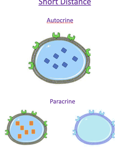 autocrine and paracrine 