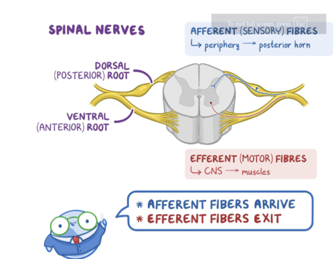 <p>afferent arrive, efferent exit</p>