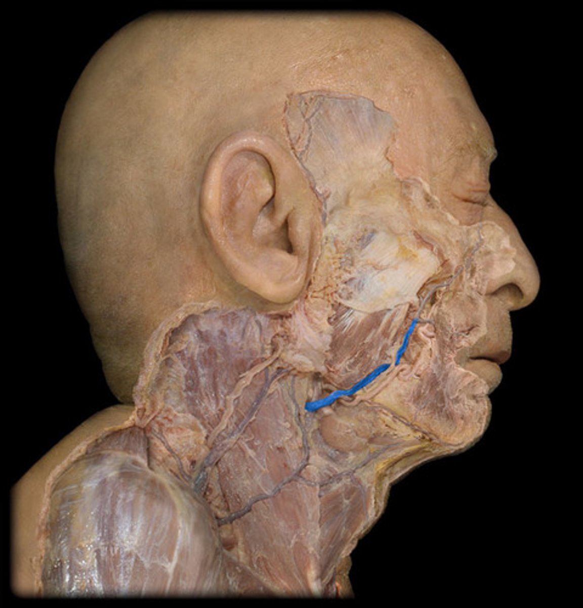 <p>drains blood from structures of the face</p>