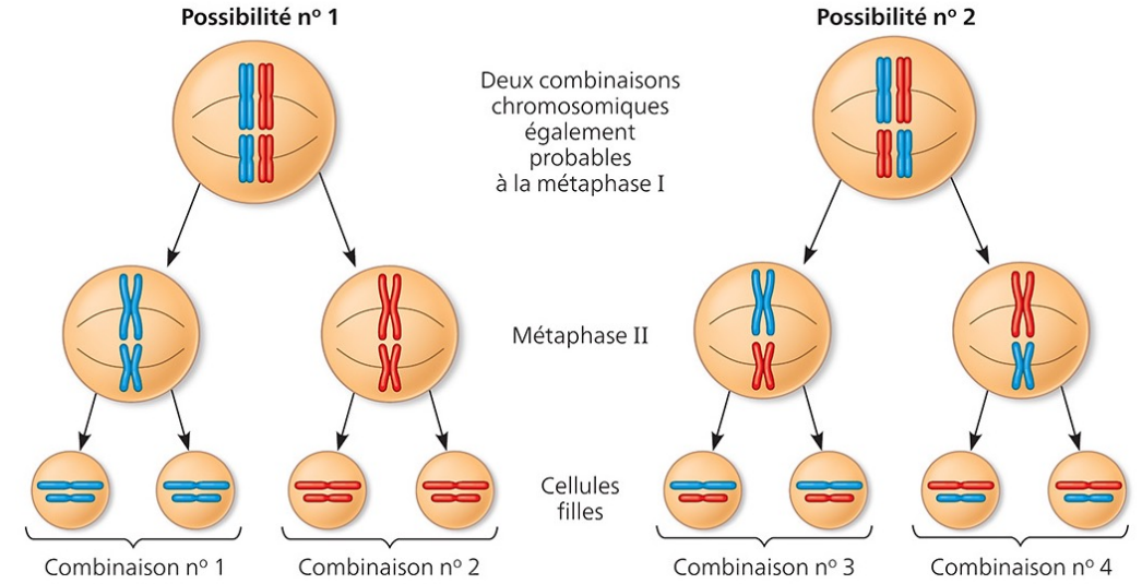 <p>Dépendant de comment les chromosomes homologues répliqués (de chaque individu) est placé, le génotype qui se manifeste est différents dans les gamètes</p>