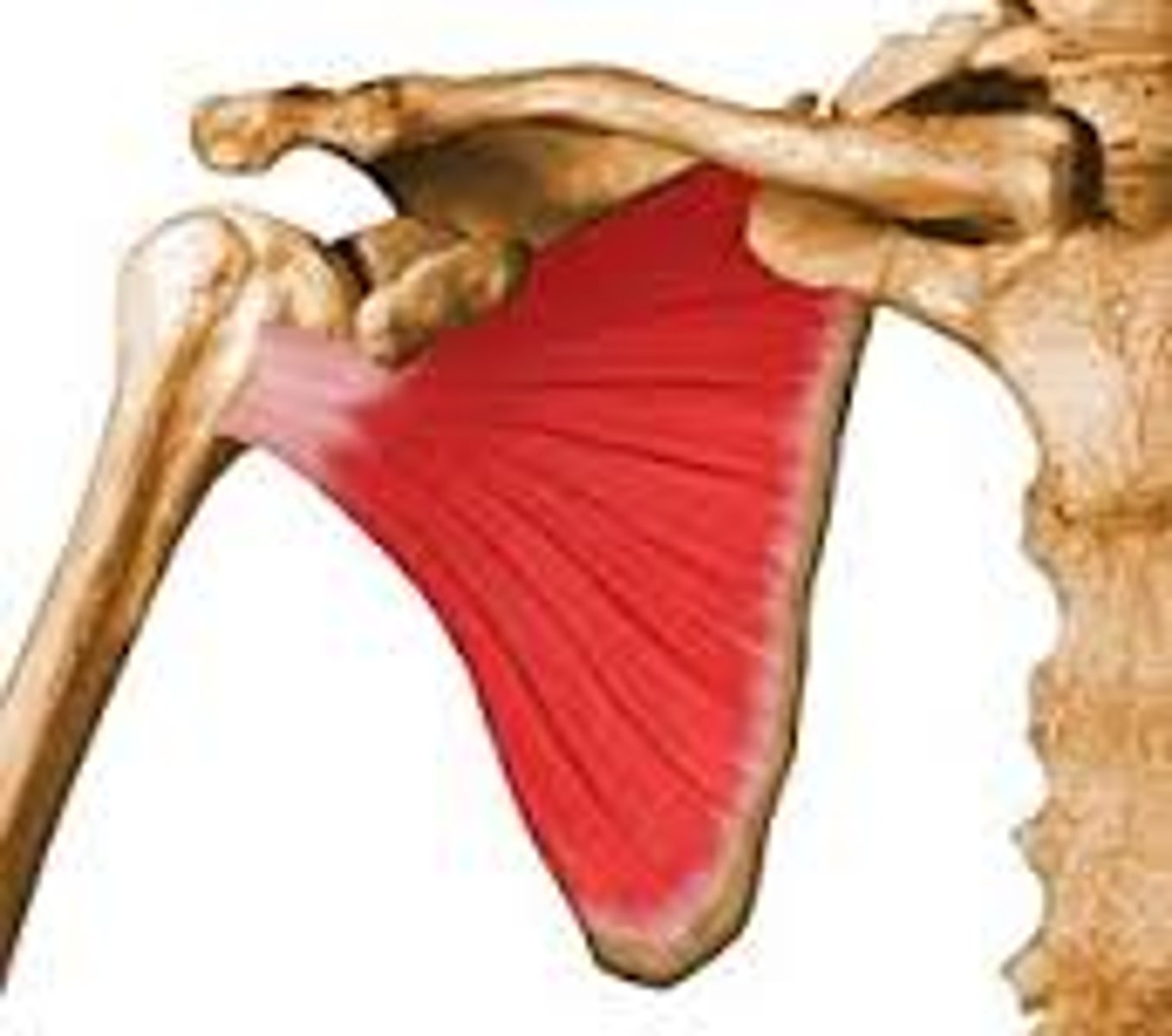 <p>anterior, sits on scapula bone on the subscapular fossa</p>