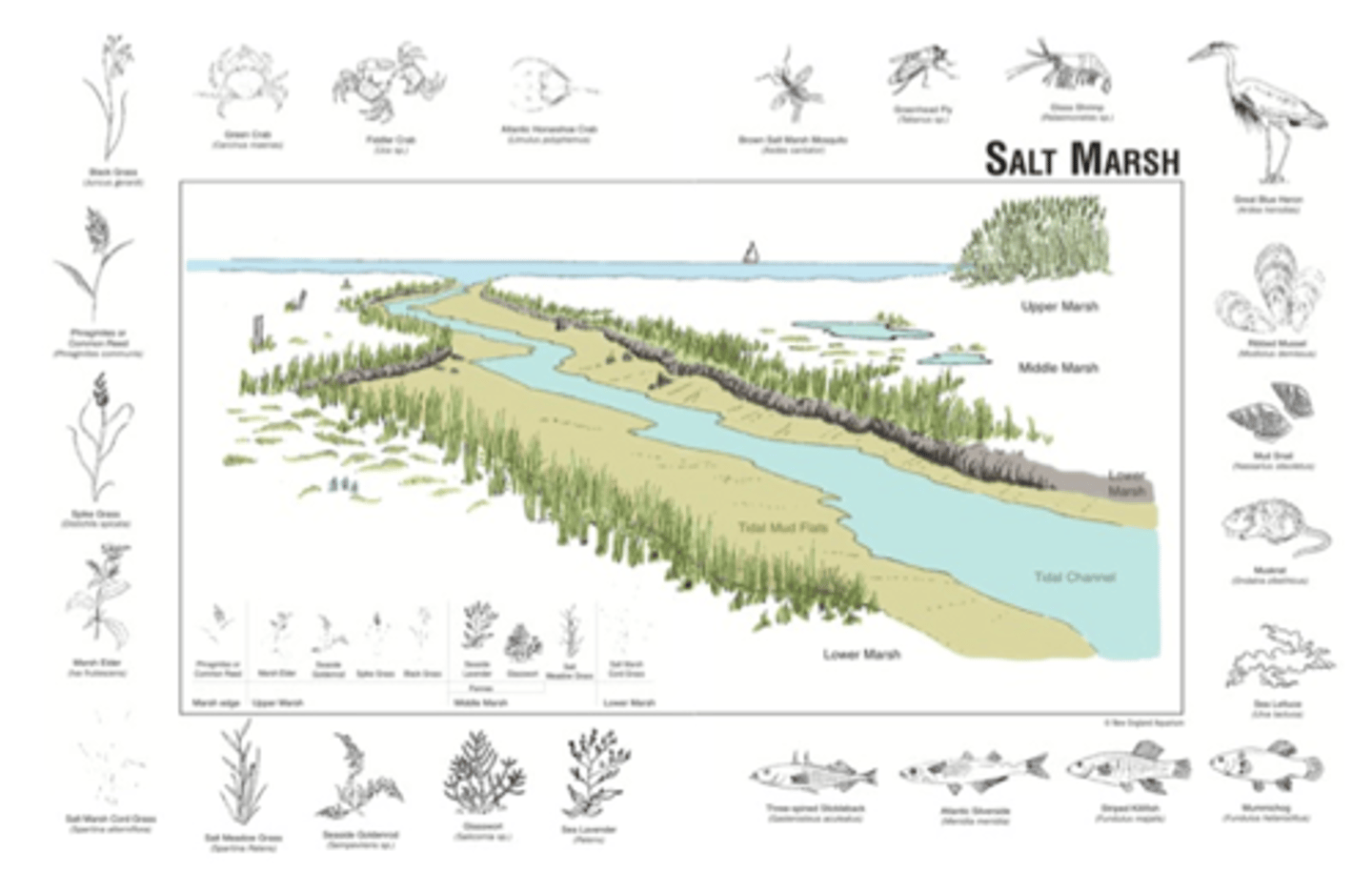<p>horizontal gradients of salinity, typically tidal with a "salt-wedge" of low-density freshwater on top of denser seawater, temperature differences of river versus seawater, periodic exposure with tides, typically turbid with high sedimentation and high nutrients, low light, and soft sediment that is dominated by benthic microalgae (diatoms) and some filamentous branched macroalgae</p>