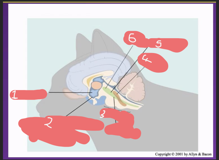 <p>list <span>brain areas involved in arousal in a cat brain</span></p>