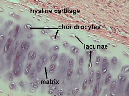 <p>Name the tissue</p>