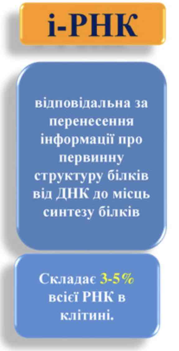 <p><span>відповідальна за перенесення інформації про первинну структуру білків від ДНК до місць синтезу білків</span></p><p><span>складає 3-5% всієї клітини</span></p>