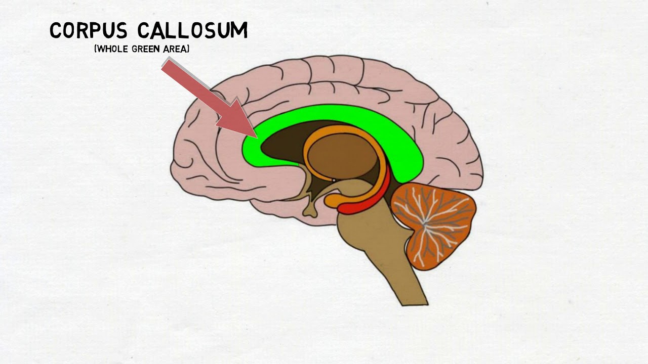 <p>the thick band of nerve fibers connecting to the right and left cerebral hemispheres; principal structure for information sharing between the two hemispheres</p>