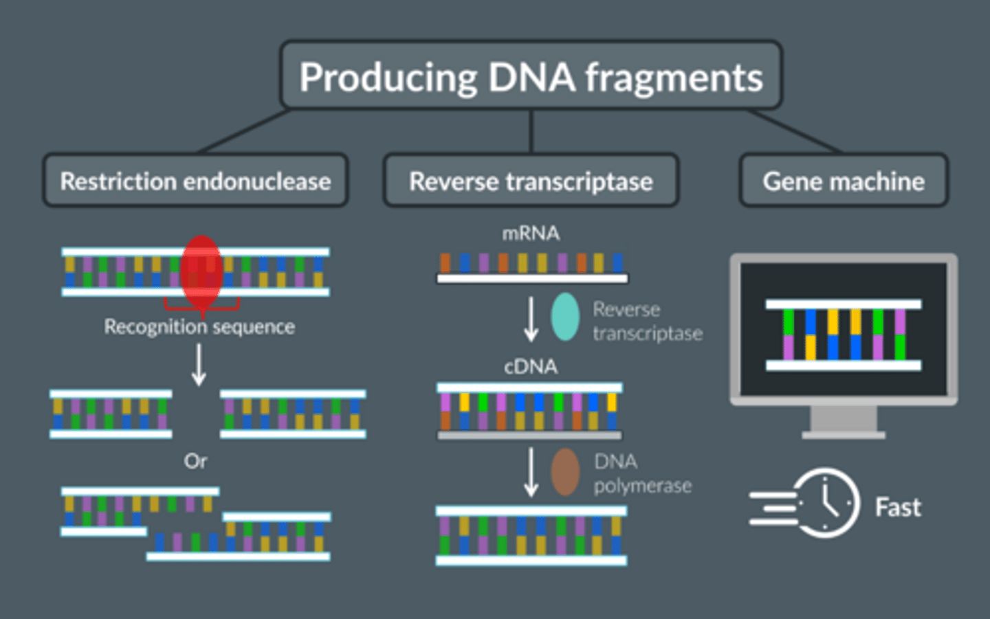 <p>1. Reverse transcriptase to convert mRNA → cDNA</p><p>2. Restriction endonucleases to cut fragments containing the desired gene from DNA</p><p>3. Create gene in a gene machine</p>