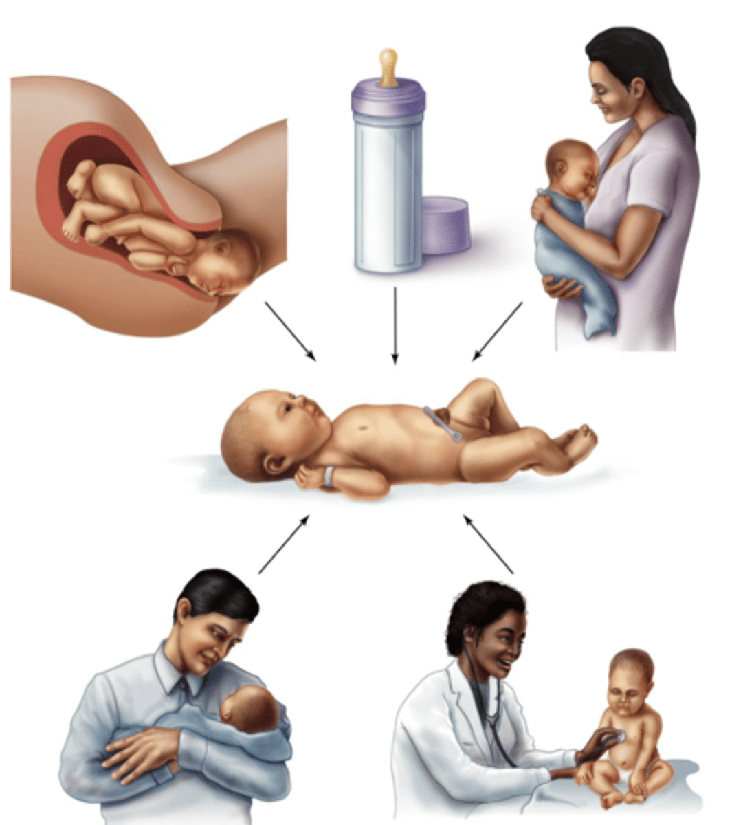 <p>Breaking of fetal membrane exposes the infant; all subsequent handling and feeding continue to introduce what will be normal flora</p>