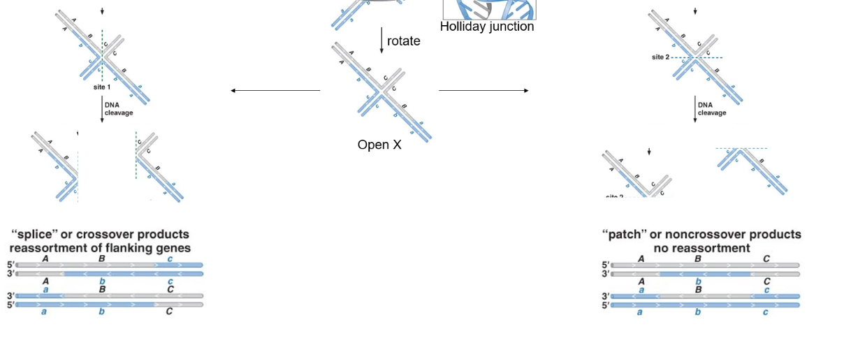 <p>"Patch" products (non-crossover) or "splice" products (crossover with flanking exchange).</p>